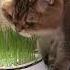 Vegetarian Cat