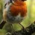 Robin On A Branch