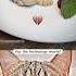 OHIO FAKE CAKE PRANK Cat Meme Technology