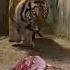 قوة زئير النمر البنغالي اتناء العشاء The Roar Of The Bengal Tiger