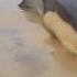 Спасение дельфинов Dolphin Rescue