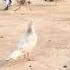 Please Bollywood Song Music Pigeon