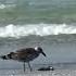 Lonely Hungry Seagull Wildlife Birds Nature