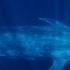 Blue Whale Amazing Animals