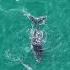 Dolphins Befriend Young Lost Humpback Whale