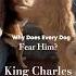 RESPECT The Boss Dog King Charles Short Ytshort