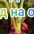 Чудо огород на окне