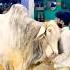 Jameel Memon Mandi 2025 Multan Mandi Latest Updates Cow Mandi 2025 Shorts Cowvideos ARMaani7