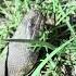 Searching The Everglades For A 20 Footer Snake Animal Nature Wildlife Python Shorts Florida Funny