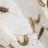 How To Get Rid Of Long Tailed Silverfish