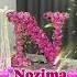Nozima