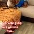 Kış Severler Mutlumusunuz Youtube Dog Like Keşfet Shortsfeed Happy Hayvanlar Cute