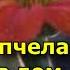 Шмель пчела или оса залетели в дом приметы