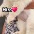 Hir Asmani