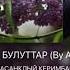 Асанкалый Керимбаев Ак булуттар