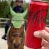 Do You Love Coca Cola YES Or NO Shorts Horse Cocacola Equestrian