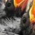 EDT3470 The Life Cycle Of Birds