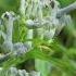 Ceropegia Trailer Species Habitats Awareness Programme The Habitats Trust Films