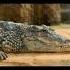 Shorts Crocodile 2022 To 10000 Bc 94 Million Years Ago Animals 10000bc