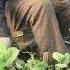 Strawberry Leaves And Pruning StrawberryHeige Mangu Strawberry Strawberry Cultivation Planting3