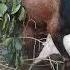 Male Beetal Goat Mating Local Small Goat