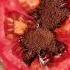 Tomato Coffee Scrub For Glowing Skin Removal Suntan In 5 Minutes Short Ytshorts Tanremoval 100m