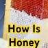 Beekeeping How To Harvest The Honey From A Bee Hive Beekeeping