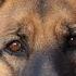 Relaxation Music German Shepherd