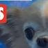 12 Funny Pet Videos Compilation 2020