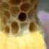 Top Bar Hive Comb Manipulation Lesson