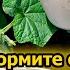 Последние 15 лет подкармливаю огурцы только этим составом