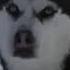 Самые преданные собаки хаски The Most Devoted Husky Dogs