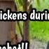 Care For Chickens During The Rainy Season To Avoid Aratan