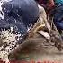 Anari Qasai Qurbani 2022 Cattle Mandi Pakistan