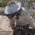 Millions Of Escaped Bees Turn Wild