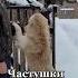 Частушки