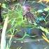 HOT Stella Sora Gameplay Android IOS PC Beta