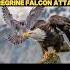 Peregrine Falcon Vs Eagle Peregrinefalcon Trending Falcon Eagle Osprey Animals Birds Shorts