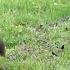 Зачем Багире мяч Bagheera And The Ball Немецкая овчарка и Ротвейлер