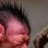 Live Poor Newborn Monkeys Their Young Mom S Funny Struggles