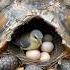 Bird Found A Better House Birds Nature Forest Wildlife Mother Love
