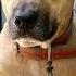 Gulyat Doglover Shortvideo