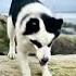 Captivating Panda Husky Mix Unique Black White Dog On Coastal Driftwood