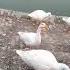 World Sigma Duck Musafirkhana Animals Animallover Song Shortvideo Music