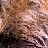 What Sound Does A Beaver Make Beaver Sounds