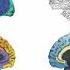 OHBM 2020 Oral Sessions Neuroanatomy Multiscale Connectomics