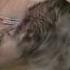 Too Cute To Resist Husky Shih Tzu Puppy Gives You A Nose Boop