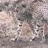 A Female Cheetah Barking At 2 Males Who Want To Mate With Her