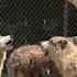 WATCH A Howling Good Time In Tennessee Shorts Wolves Animals Usa Viral Us New Video