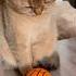 плюшка кот кошка люси кошка кот котик Cat Cats Catshorts зима2025 декабрь2025 мячик
